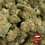 Critical Hash Cake Auto Feminized by TasteBudz THC Content Potency Strength CBD Height Yield Flowering Time Indica Sativa Geneti