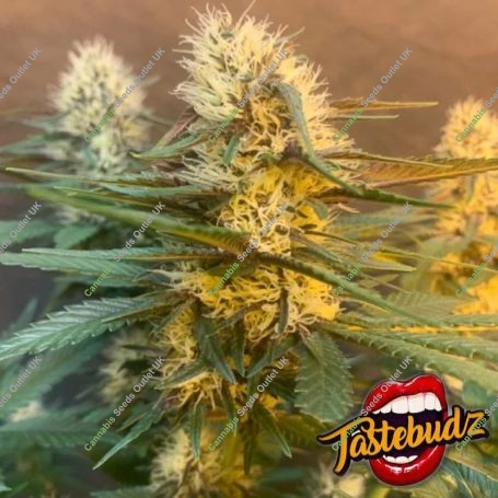 Critical Hash Cake Auto Feminized Marijuana Strain by TasteBudz For Sale Online at Cannabis Seeds Outlet