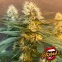 Critical Hash Cake Auto Feminized Marijuana Strain by TasteBudz For Sale Online at Cannabis Seeds Outlet