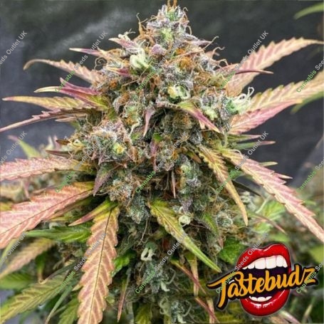 Bubble Runtz Auto Feminized Marijuana Strain by TasteBudz For Sale Online at Cannabis Seeds Outlet
