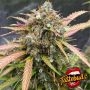 Bubble Runtz Auto Feminized Marijuana Strain by TasteBudz For Sale Online at Cannabis Seeds Outlet