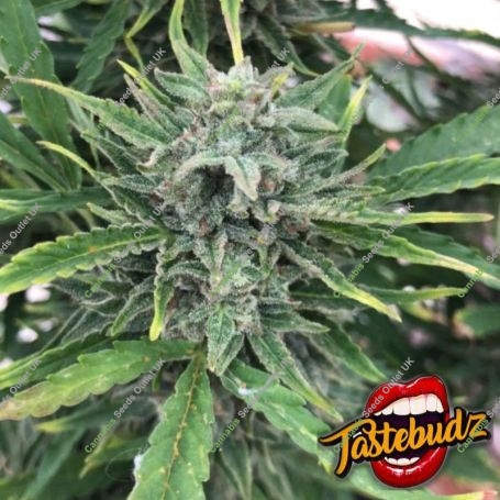 Black Apple Fritter Auto Feminized Marijuana Strain by TasteBudz For Sale Online at Cannabis Seeds Outlet