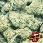 Black Apple Fritter Auto Feminized by TasteBudz THC Content Potency Strength CBD Height Yield Flowering Time Indica Sativa Genet