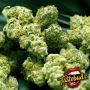 TasteBudz Black Apple Fritter Smoke Buds Weed Ganja Skunk Dope Pot Images Pics Nuggets