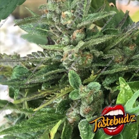 Black Apple Fritter Feminized Marijuana Strain by TasteBudz For Sale Online at Cannabis Seeds Outlet