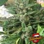 Black Apple Fritter Feminized Marijuana Strain by TasteBudz For Sale Online at Cannabis Seeds Outlet