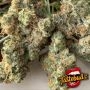 Black Apple Fritter Feminized by TasteBudz THC Content Potency Strength CBD Height Yield Flowering Time Indica Sativa Genetics