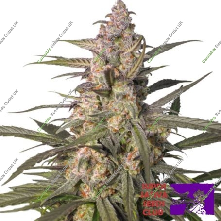 Northern Dragon Fuel Auto Marijuana Strain by Super Sativa Seed Club For Sale Online at Cannabis Seeds Outlet