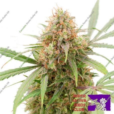 AK Triple Haze Auto Marijuana Strain by Super Sativa Seed Club For Sale Online at Cannabis Seeds Outlet
