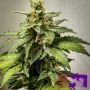 Super Sativa Seed Club AK Triple Haze Auto Smoke Buds Weed Ganja Skunk Dope Pot Images Pics Nuggets