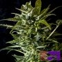 AK Triple Haze Auto by Super Sativa Seed Club THC Content Potency Strength CBD Height Yield Flowering Time Indica Sativa Genetic