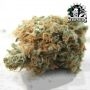 Sensi Seed Bank Tangerine Sugar Smoke Buds Weed Ganja Skunk Dope Pot Images Pics Nuggets