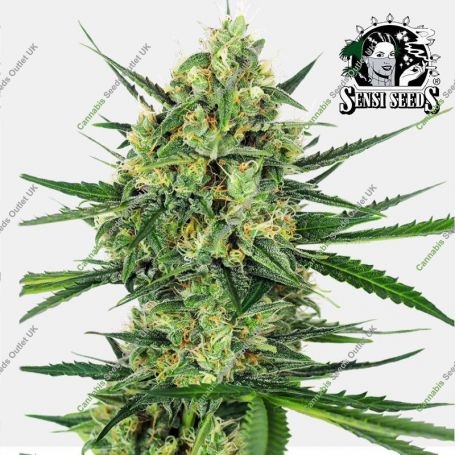 Tangerine Sugar Feminized Marijuana Strain by Sensi Seed Bank For Sale Online at Cannabis Seeds Outlet