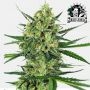 Tangerine Sugar Feminized Marijuana Strain by Sensi Seed Bank For Sale Online at Cannabis Seeds Outlet