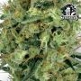 Tangerine Sugar Feminized by Sensi Seed Bank THC Content Potency Strength CBD Height Yield Flowering Time Indica Sativa Genetics