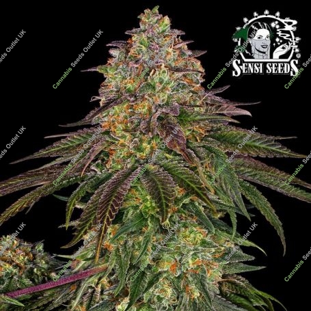 Sweet Cherry Kush Feminized Marijuana Strain by Sensi Seed Bank For Sale Online at Cannabis Seeds Outlet