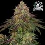 Sweet Cherry Kush Feminized Marijuana Strain by Sensi Seed Bank For Sale Online at Cannabis Seeds Outlet