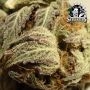 Sweet Cherry Kush Feminized by Sensi Seed Bank THC Content Potency Strength CBD Height Yield Flowering Time Indica Sativa Geneti