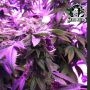 Sensi Seed Bank Purple Kush Smoke Buds Weed Ganja Skunk Dope Pot Images Pics Nuggets