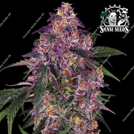Purple Kush Feminized Marijuana Strain by Sensi Seed Bank For Sale Online at Cannabis Seeds Outlet