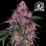 Purple Kush Feminized Marijuana Strain by Sensi Seed Bank For Sale Online at Cannabis Seeds Outlet