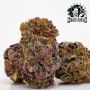 Purple Kush Feminized by Sensi Seed Bank THC Content Potency Strength CBD Height Yield Flowering Time Indica Sativa Genetics