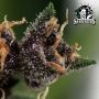 Sensi Seed Bank Purple Skunk Auto Smoke Buds Weed Ganja Skunk Dope Pot Images Pics Nuggets