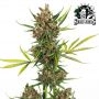 Purple Skunk Auto Feminized by Sensi Seed Bank THC Content Potency Strength CBD Height Yield Flowering Time Indica Sativa Geneti