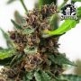 Purple Skunk Auto Feminized Marijuana Strain by Sensi Seed Bank For Sale Online at Cannabis Seeds Outlet