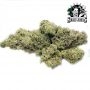 Sensi Seed Bank Blue Skunk Smoke Buds Weed Ganja Skunk Dope Pot Images Pics Nuggets
