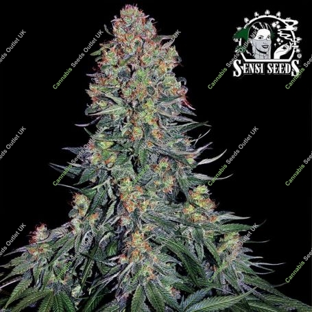 Blue Skunk Feminized Marijuana Strain by Sensi Seed Bank For Sale Online at Cannabis Seeds Outlet