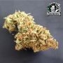 Sensi Seed Bank Amnesia XXL Auto Smoke Buds Weed Ganja Skunk Dope Pot Images Pics Nuggets