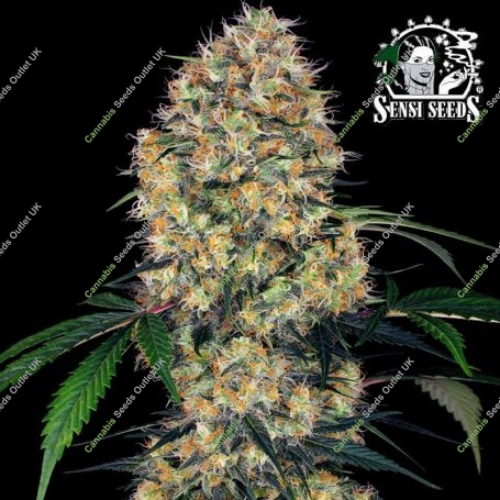 Amnesia XXL Auto Feminized Marijuana Strain by Sensi Seed Bank For Sale Online at Cannabis Seeds Outlet