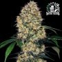 Amnesia XXL Auto Feminized Marijuana Strain by Sensi Seed Bank For Sale Online at Cannabis Seeds Outlet