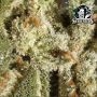 Amnesia XXL Auto Feminized by Sensi Seed Bank THC Content Potency Strength CBD Height Yield Flowering Time Indica Sativa Genetic
