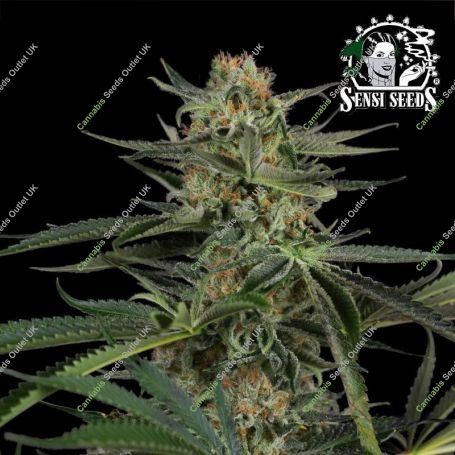 Screwdriver OG Feminized Marijuana Strain by Sensi Seed Bank For Sale Online at Cannabis Seeds Outlet