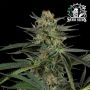 Screwdriver OG Feminized Marijuana Strain by Sensi Seed Bank For Sale Online at Cannabis Seeds Outlet