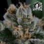 Sensi Seed Bank Screwdriver OG Smoke Buds Weed Ganja Skunk Dope Pot Images Pics Nuggets