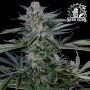 Screwdriver OG Feminized by Sensi Seed Bank THC Content Potency Strength CBD Height Yield Flowering Time Indica Sativa Genetics