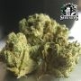 Sensi Seed Bank Pumpkin Spice Smoke Buds Weed Ganja Skunk Dope Pot Images Pics Nuggets
