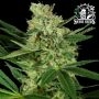 Pumpkin Spice Feminized Marijuana Strain by Sensi Seed Bank For Sale Online at Cannabis Seeds Outlet