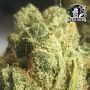 Pumpkin Spice Feminized by Sensi Seed Bank THC Content Potency Strength CBD Height Yield Flowering Time Indica Sativa Genetics