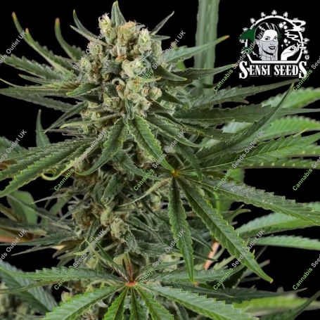 Papi Chulo OG Feminized Marijuana Strain by Sensi Seed Bank For Sale Online at Cannabis Seeds Outlet