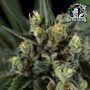 Sensi Seed Bank Papi Chulo OG Smoke Buds Weed Ganja Skunk Dope Pot Images Pics Nuggets