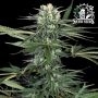 Papi Chulo OG Feminized by Sensi Seed Bank THC Content Potency Strength CBD Height Yield Flowering Time Indica Sativa Genetics