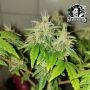 Sensi Seed Bank Malibu OG Gold Smoke Buds Weed Ganja Skunk Dope Pot Images Pics Nuggets