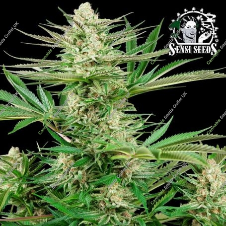 Malibu OG Gold Feminized Marijuana Strain by Sensi Seed Bank For Sale Online at Cannabis Seeds Outlet