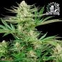 Malibu OG Gold Feminized Marijuana Strain by Sensi Seed Bank For Sale Online at Cannabis Seeds Outlet