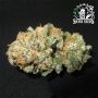 Sensi Seed Bank Lockdown Kush Smoke Buds Weed Ganja Skunk Dope Pot Images Pics Nuggets