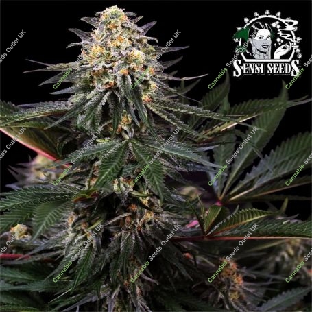 Lockdown Kush Feminized Marijuana Strain by Sensi Seed Bank For Sale Online at Cannabis Seeds Outlet